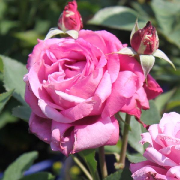 Роза чайно-гибридная 'Блю Парфюм'