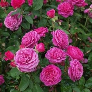 Роза миниатюрная 'Хайди Клум роз'