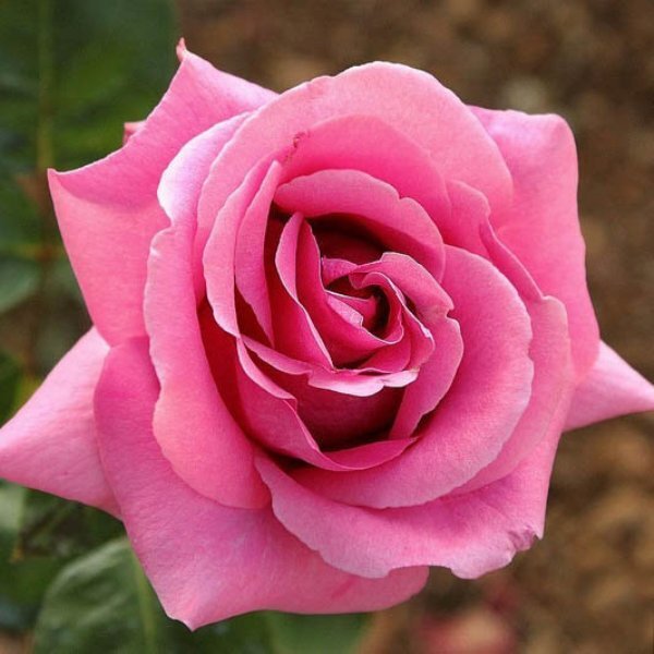 Роза чайно-гибридная 'Эминенс'