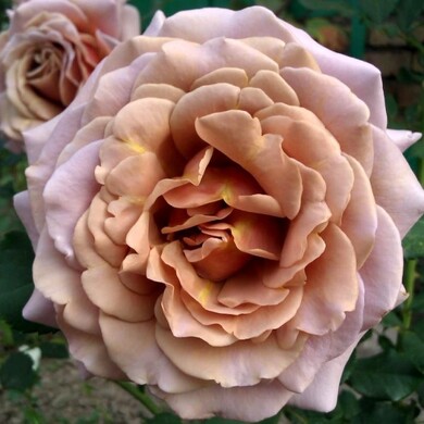 Роза флорибунда 'Коко Локо'