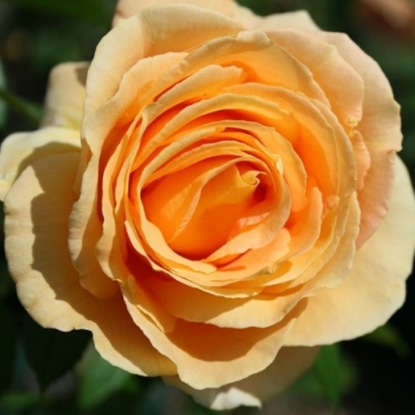 Роза чайно-гибридная 'Канделайт' / 'Люмен'